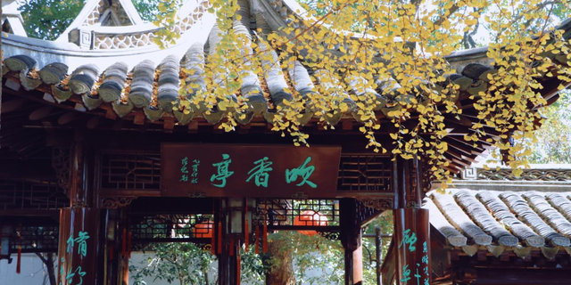 生态科技新城冬日色彩：满城尽染“银杏黄”