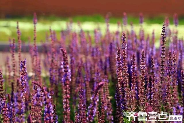 壹点号·秀山东|德州薰衣草花海的浪漫，是连呼吸都带着甜香的紫💜