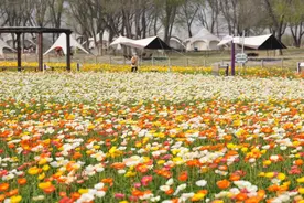 紫谷伊甸园千亩花海绽放，赏花期长达7个月图片