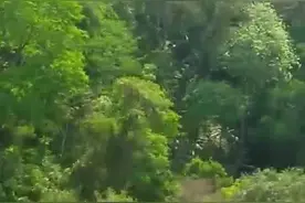 沿着边境看中国丨硬核！强国记者带你体验基诺山雨林徒步图片