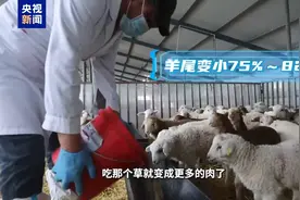 尾巴变小收入变多 畜牧专家给牧民算了笔账图片