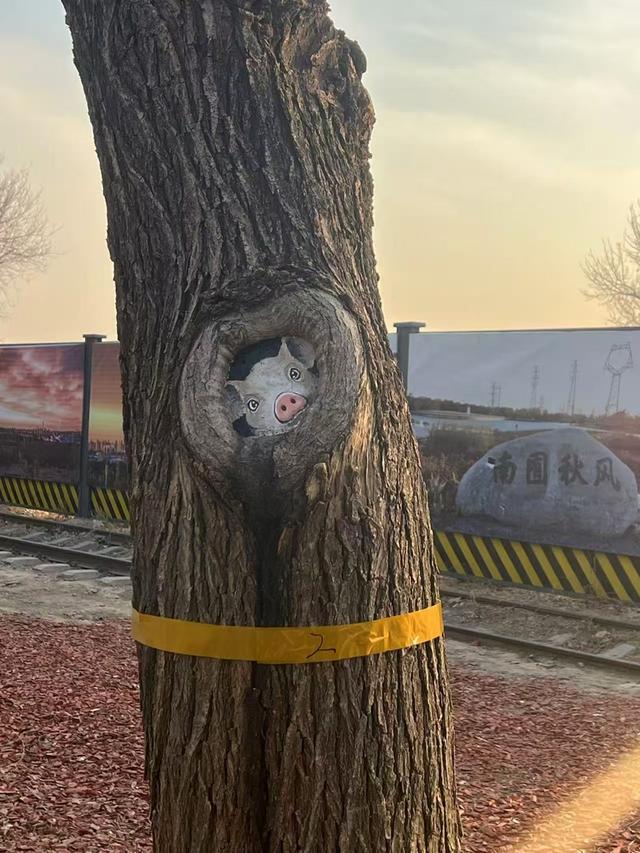 南苑森林湿地公园老树洞“活”了！松鼠卡皮巴拉探头迎客