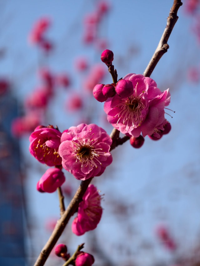 快冲！即将开遍日照！