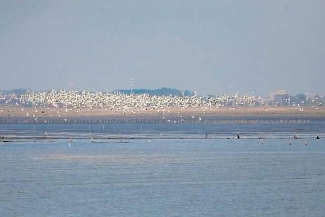 来钦州，“鸥”遇冬日限定浪漫！