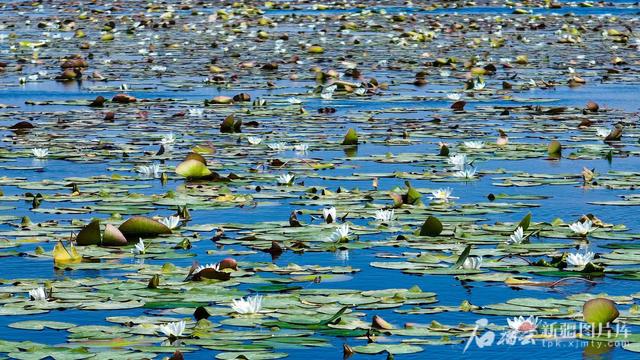 文化中国行·行走美丽新疆 | 239公里环湖路“串珠成链” 博湖美景一键打包即可出发
