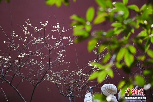 世界文化遗产南京明孝陵蜡梅飘香