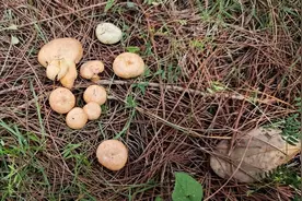 铜仁学院在共生型食用菌人工培育领域取得重要突破图片