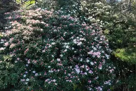 鲜花盛景迎客来 江西上饶三清山杜鹃花进入观赏“黄金时段”图片