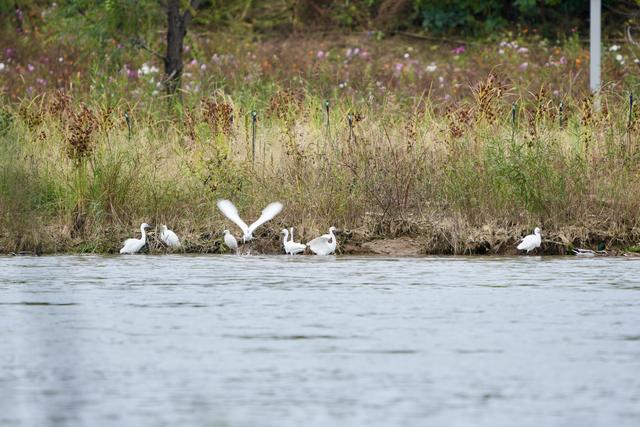 白鹭、苍鹭、鸬鹚……永定河畔成水鸟栖息地