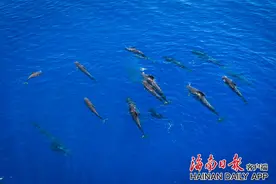 组图｜这些海洋精灵，你pick谁？图片