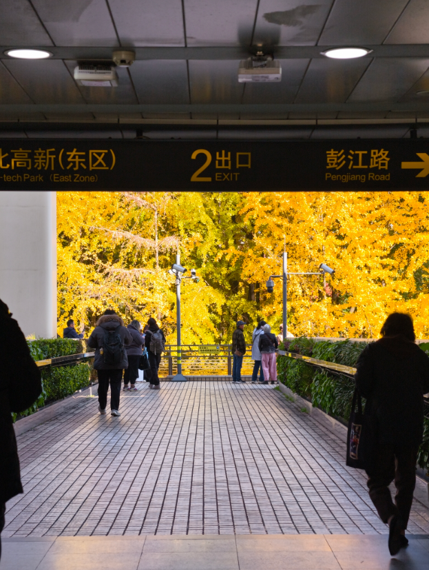 静安“银杏车站”迎来最美时刻！满眼的金色浪漫……（附全区银杏打卡点位）