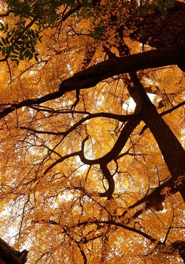 秋日必冲！新乡这两处秘境，藏着最动人的金黄时光