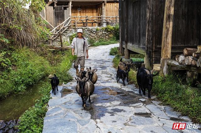 跟着网友游贵州丨黄岗侗寨：在深山邂逅世界级乡村魅力