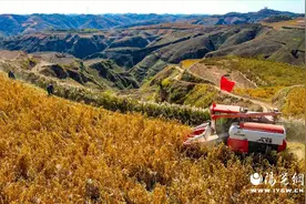 产业领航 技术赋能让米脂小米“独领风骚”图片