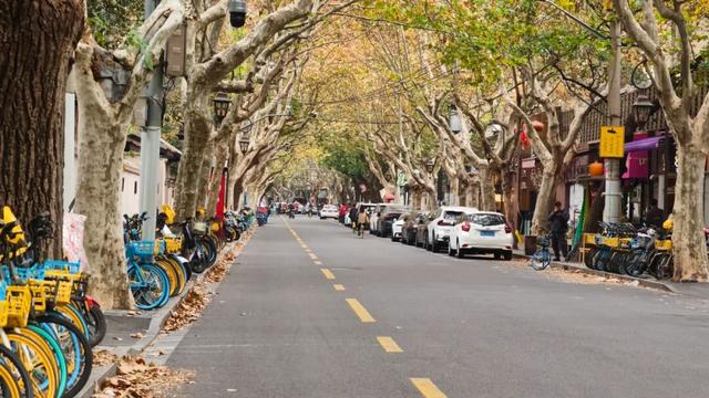 静安落叶景观道已就位！限时“治愈系地毯”已铺好，周末散步指南→