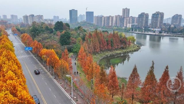 湿地公园 冬景如画