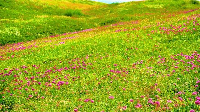从七星关去韭菜坪，去看云上花海