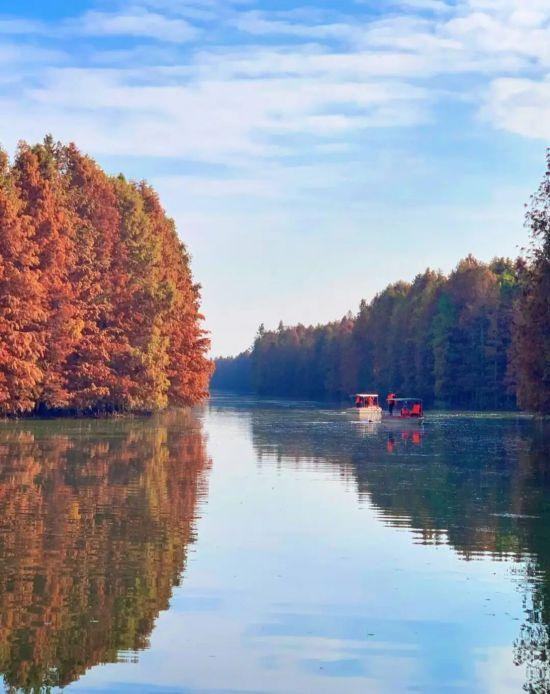 魔都最大水杉林，开始红了！