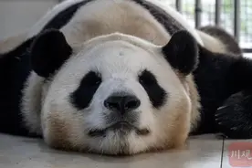 回乡之后 “福宝”的食谱越来越有家乡味图片