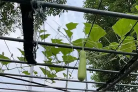 近期高发！一旦发苦，千万别吃！图片