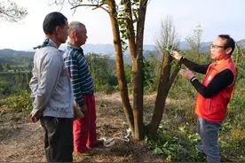 藤县古龙镇开展八角树低改技术培训志愿服务活动图片