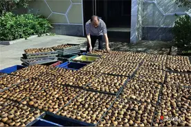 廉江：延链补链强链 推动红橙产业高质量发展图片