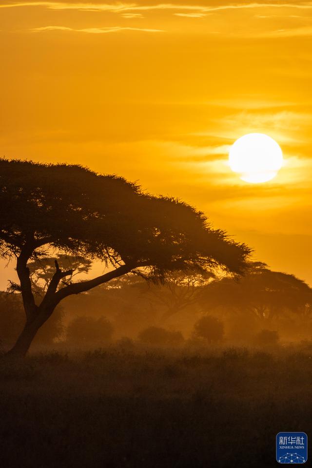 探访肯尼亚安博塞利国家公园