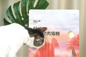 从“铲屎官”视角出发 他要把宠粮变成一张河南名片图片