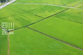 联播观察 | 振兴川种，四川有办法！图片