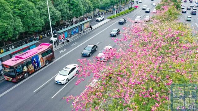 一抬头就沦陷！此刻，南宁正在疯狂涨“粉”