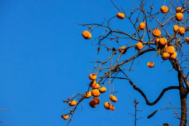 当立冬遇见金秋，北京动物园赏秋打卡攻略