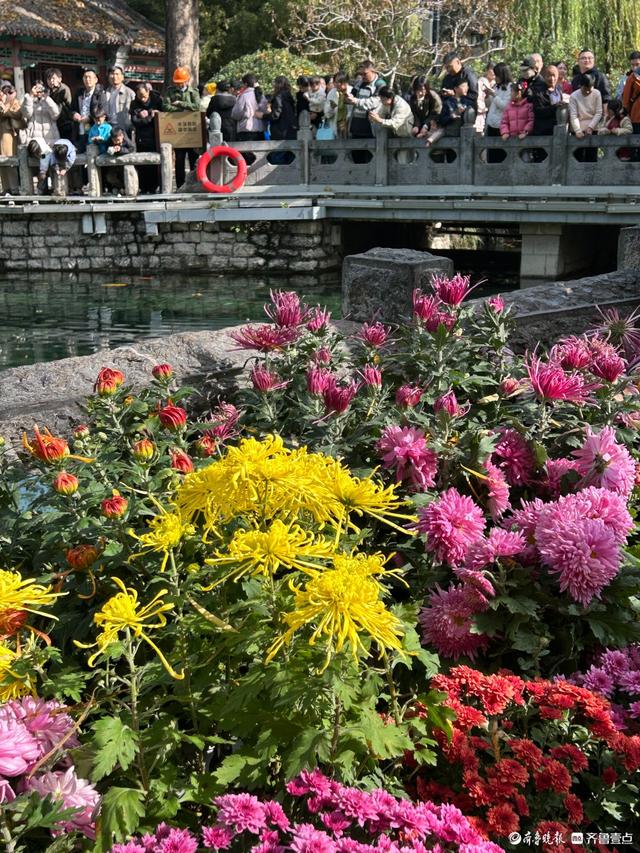 金秋菊展游人如织