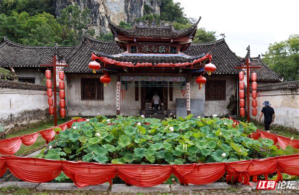 当夏天遇见秀水状元村，连鸭子都过得像画里的神仙