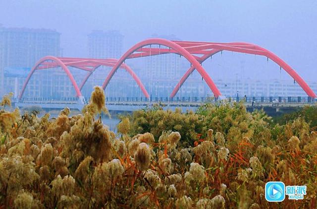 在潍坊汶河岸边，来一场最美的遇见！