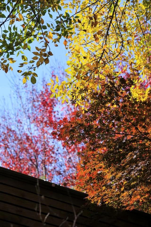 什么？日照这里有一群“小精灵”？！