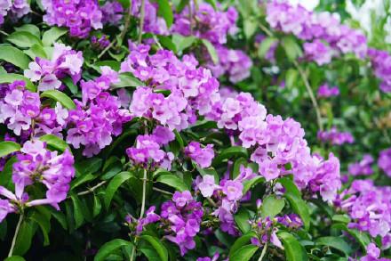 美呆了！南宁大片紫色花盛开！层层叠叠，如同紫色的瀑布