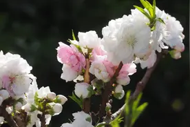 果然视频|清明时节碧桃艳，济南千佛山的变色碧桃更神奇图片