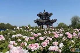 回眸2024，从繁花盛景中看菏泽牡丹的崛起与突破图片