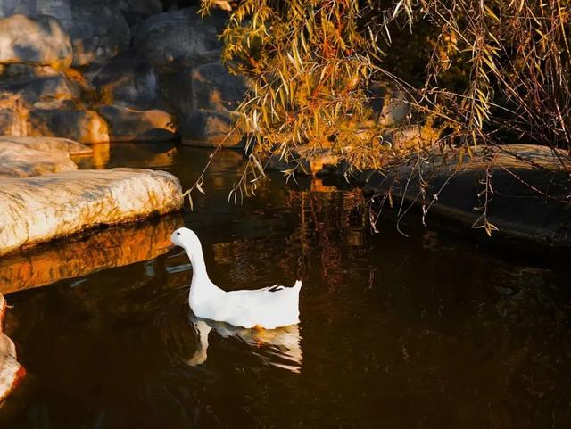 “我们去曲江玩呀!”“一言为定!”