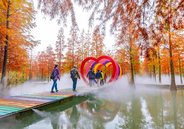 初冬水杉 色彩斑斓