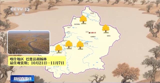 这些密码，告诉你千年胡杨如何锁住万里黄沙