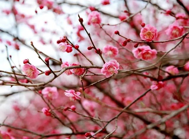 六安春季赏花地图发布！