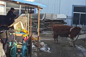 民警化身“斗牛士”！还能这样“吹牛”？图片