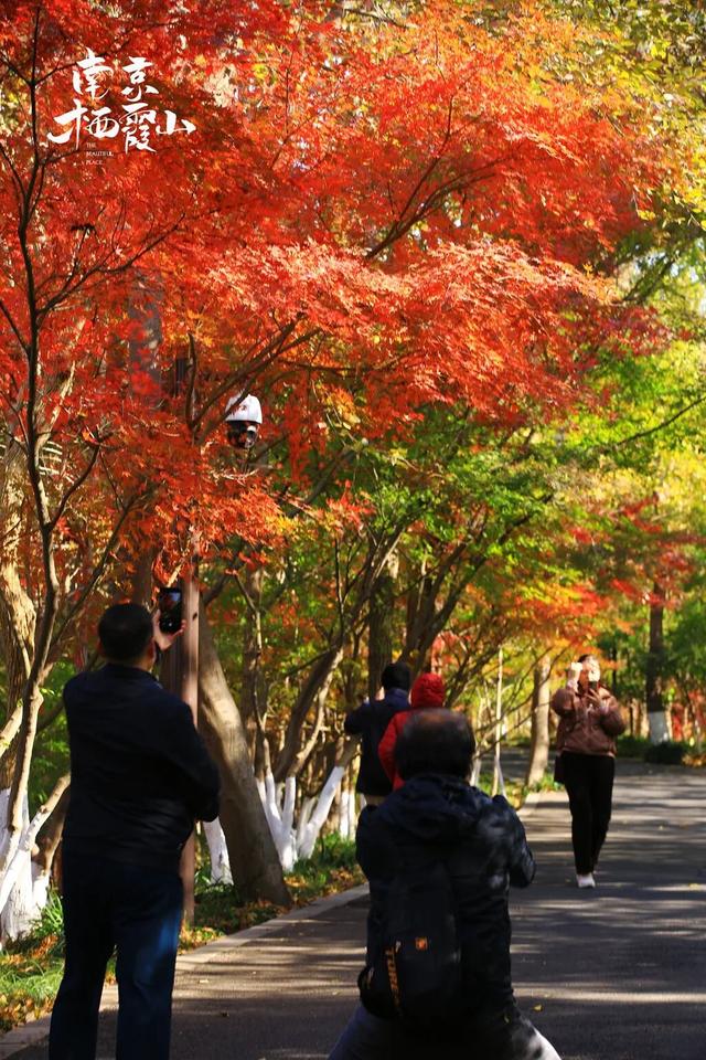 中大路 “红” 了！本周 C 位遛弯地预定！