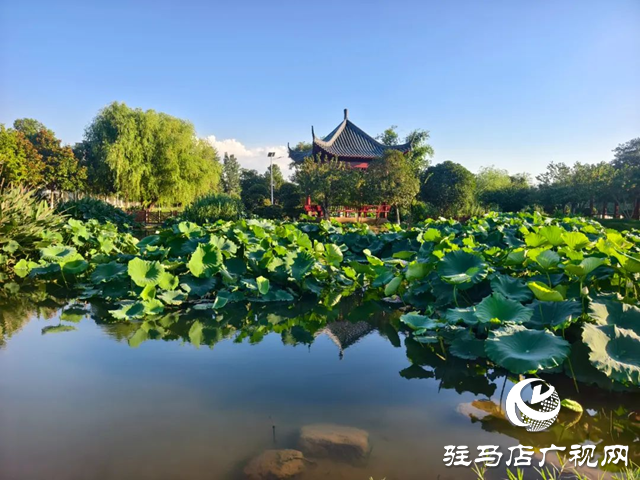 【大美天中】盛夏泌阳：荷影翩跹 湿地流韵