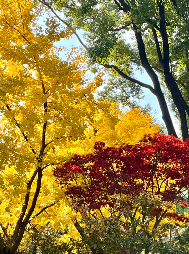 美翻了！苏河湾“红枫天桥”上线！更多金色、橙色、赭红色正在路上……来看↗