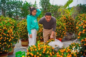 @东莞人：年花年桔就地栽种和收集点指南来了图片