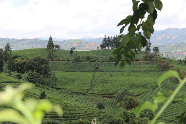 普安山川风物 || 秋高气爽 茶山有韵