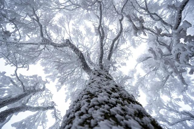 冬日限定！贵州的雾凇秘境藏不住了