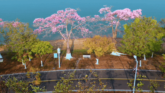 最美松湖 | 这棵“顶流”异木棉到底有多顶？